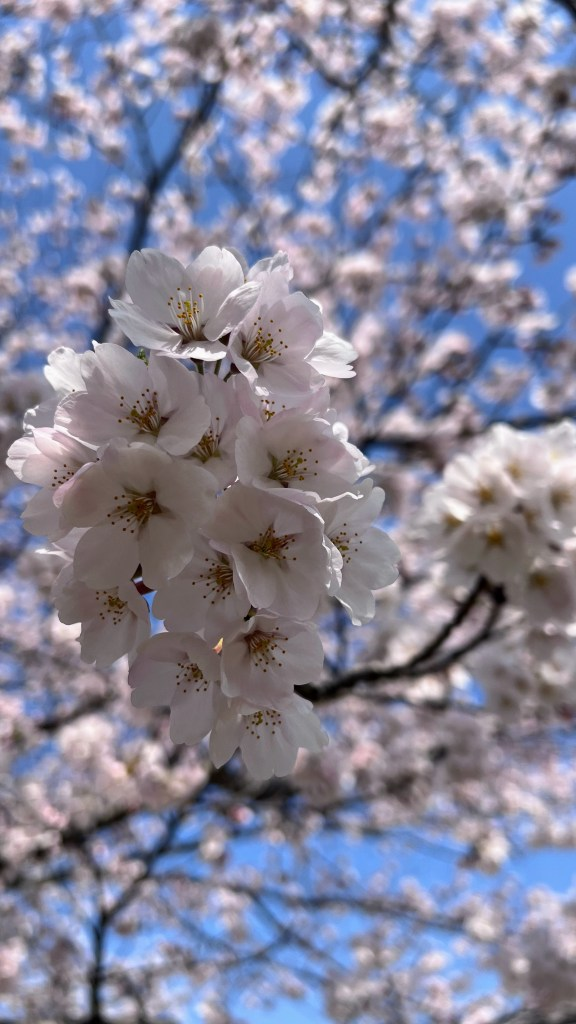 Cherry blossoms in full bloom over Ueno Park during sakura season